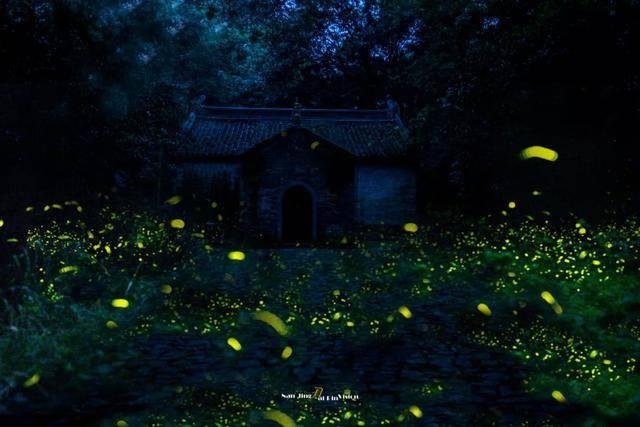 年味渐浓蝴蝶兰成“致富花”